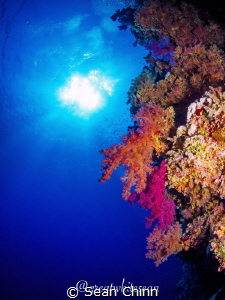The beautiful colours of a Red Sea wall scene by Sean Chinn 